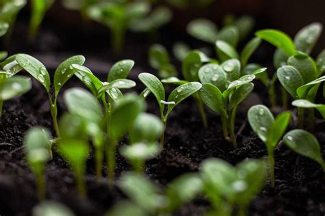 Trichoderma for Plants: Uses, Benefits and How Farmers Use It in ...