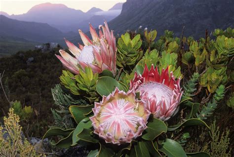 Protea Flower