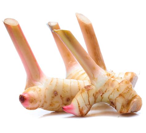 Galangal / Thai Ginger – Trikaya Online Store
