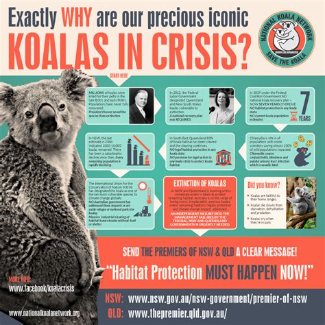 koala crisis - Australians For Animals