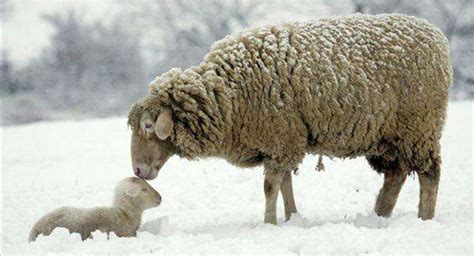 Wool 的图像结果