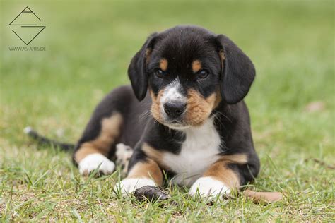 Entlebucher Sennenhund Welpen