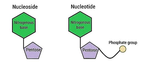 Important Diagrams: Biomolecules - Biology Class 11 - NEET PDF Download