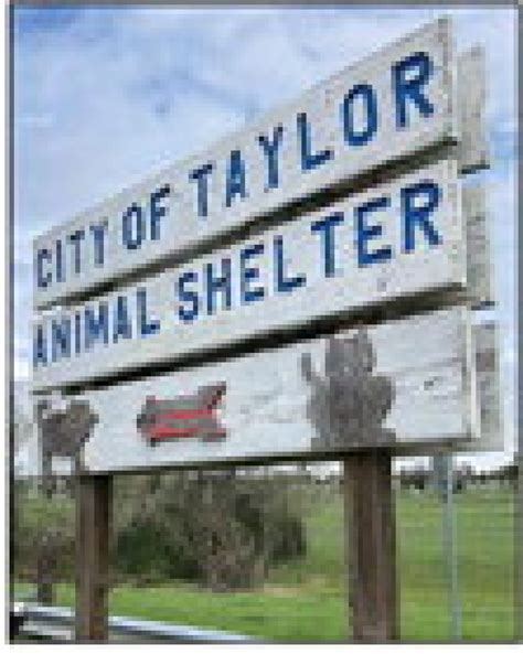 Animal Shelter Adoptions