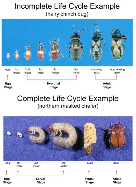 Insect Life Cycle 的图像结果