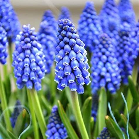 Muscari Armeniacum Grape hyacinth Color Flower Bulb