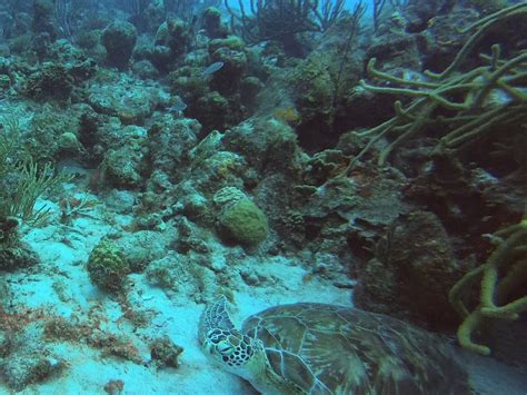 RED SNAPPER DIVING (2025) All You Need to Know BEFORE You Go (with ...