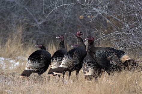 Weight Of Average Turkey / De Dept Of Ag On Twitter Did You Know That ...