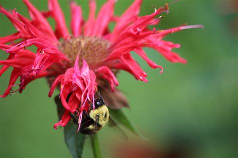 Scarlet Beebalm – The Native Plant Gardener