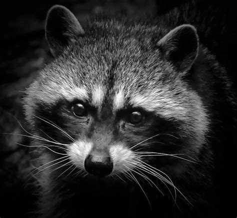 Image result for How to Use Jpg Image to Plot Graph in Matplotlib