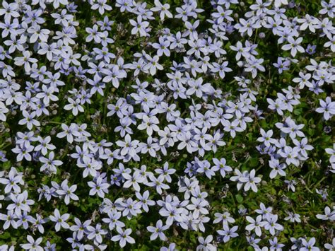 Isotoma fluviatilis (Blauwe grondkruiper) | Bloemenpark Appeltern