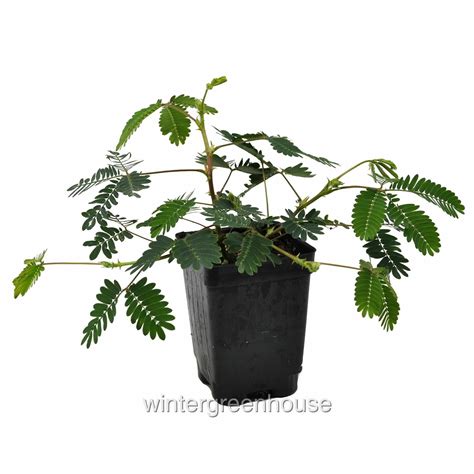 Buy Mimosa Pudica, Fairy Sensitive Plant - Pot Size: 3 (2.6x3.5 ...