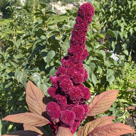 Elephant Head Amaranth