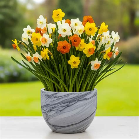 Buy Nargis Mixed Color Flower Bulbs Online - OrganicBazar