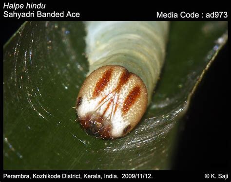 Halpe hindu | Butterfly