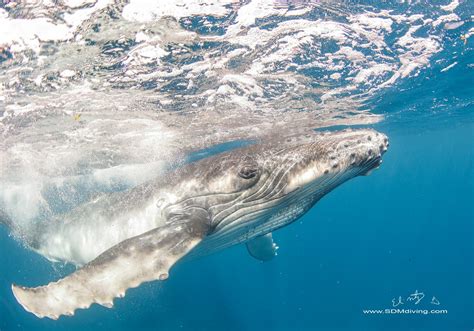 Humpback Whales Diving