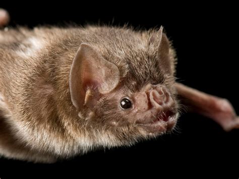 Vampire Bats Feeding On Humans