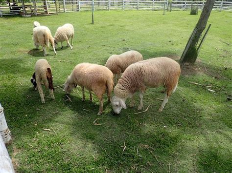 FARMSTAY AT PAI - Lodging Reviews, Photos, Rate Comparison - Tripadvisor