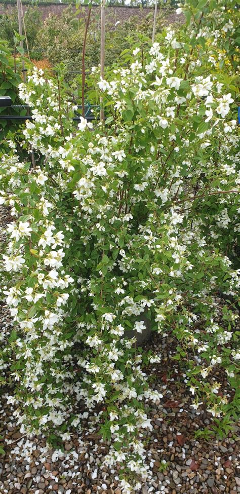 Mock Orange Shrub Plant Murraya Paniculata Mock Orange Australian