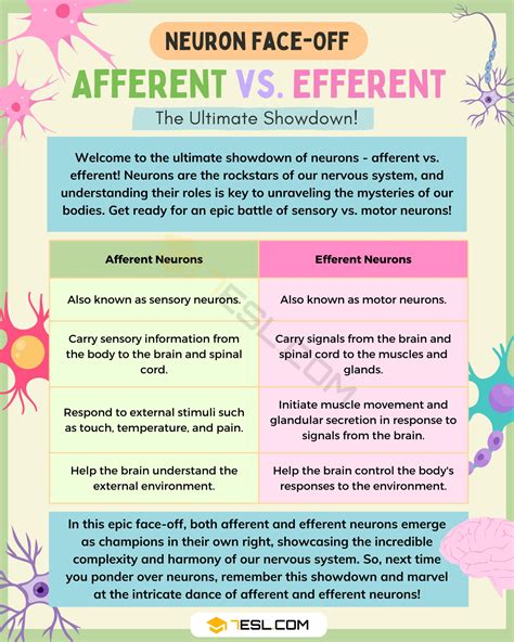 Afferent vs. Efferent: Understanding the Difference • 7ESL