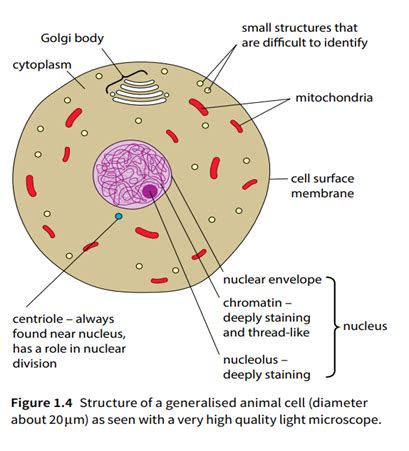 Image result for Cell Annotation