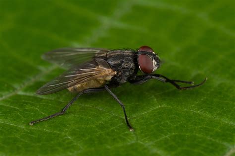 house fly (Musca domestica) - Entomology Today
