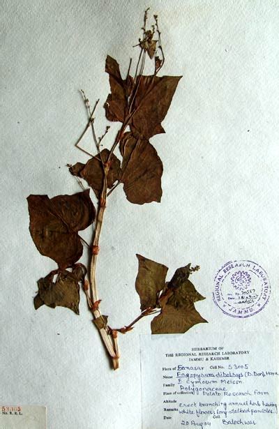 fagopyrum_dibotrys.