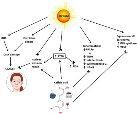 Caffeic Acid and Diseases—Mechanisms of Action