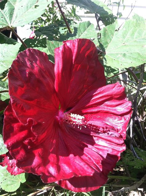 Big red flower | Angel photography, Red flowers, Flowers
