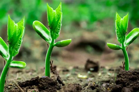 Runner Plant 的图像结果