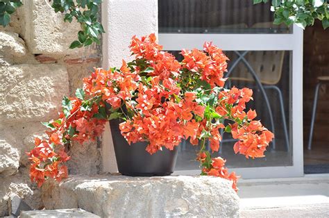 Creative Farmer Flowering Plant Bougainvillea Explosive Orange ...