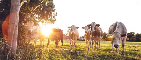 Fonterra: Delivering quality dairy products with consolidated digital ...