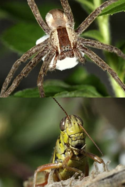 What is the Difference between Spider and Grasshopper?