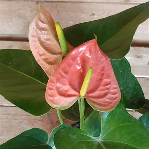 Mphmi Plant Anthurium (Tricolor) - Plant Tail flower flamingo flower ...