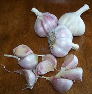 Biosnyg Provence Wight' Garlic Seed Cloves Corms for Giant Bulbs 100gm ...