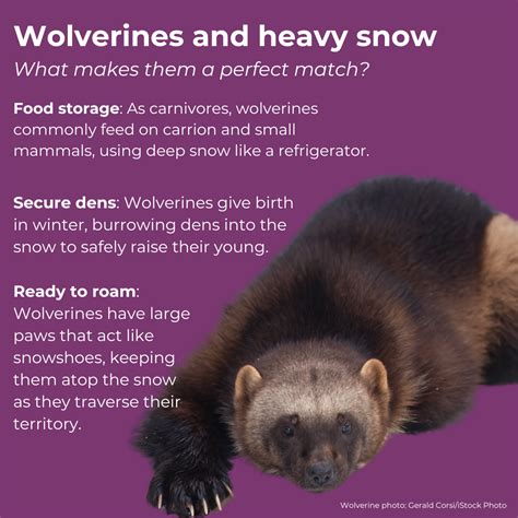 Wolverines: Where They Live and Why They’re Endangered | Defenders of Wildlife