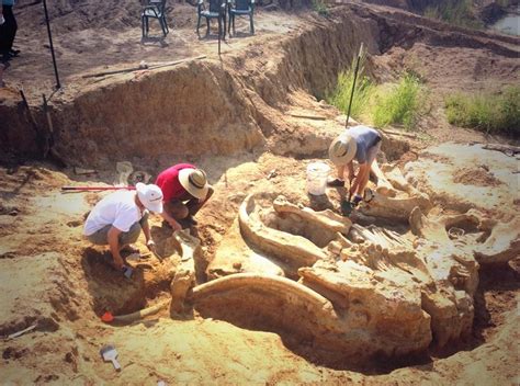 60,000-Year-Old Mammoth Fossil Found Intact by Texas Family on their ...