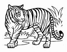 ausmalbilder tiere tiger ausmalbild tiger of tiger zum ausmalen frisch tiger ausmalbilder tiere tiger ausmalbild tiger of tiger zum ausmalen frisch tiger