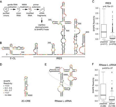 Global RNA Structure Analysis of Poliovirus Identifies a Conserved RNA ...