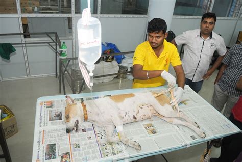 All You Need To Know About Animal Birth Control Rules 2023 And How It ...