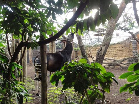 ZooLex Image - View of okapi through vegetation