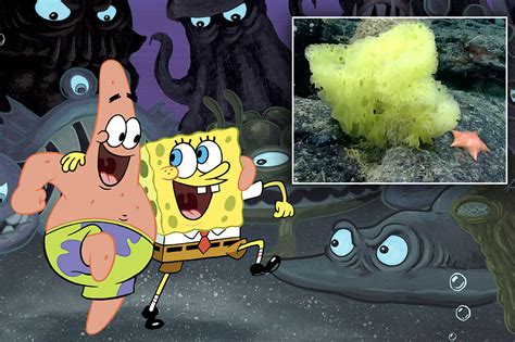 Real-life SpongeBob SquarePants, Patrick Star spotted in Atlantic