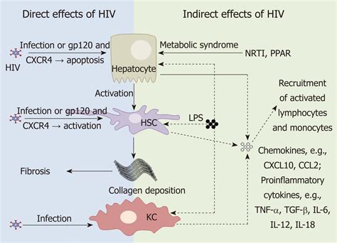 Human Hiv Receptor