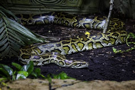 Image result for Python for Data Science Freecodecamp