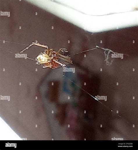 Red House Spider (Nesticodes rufipes Stock Photo - Alamy
