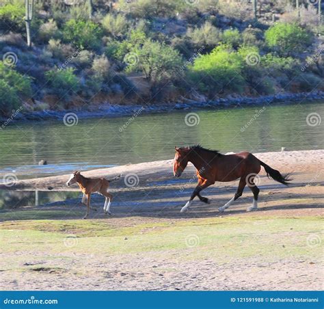 Arizona Landscape with Salt River Wild Horses Stock Photo - Image of ...