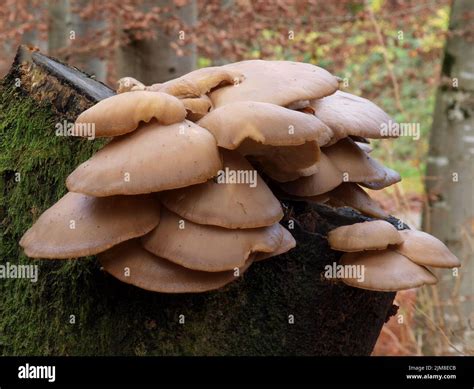 Brown oyster mushroom pleurotus hi-res stock photography and images - Alamy