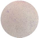 Effect of Bacteriophages against Biofilms of Escherichia coli on Food ...