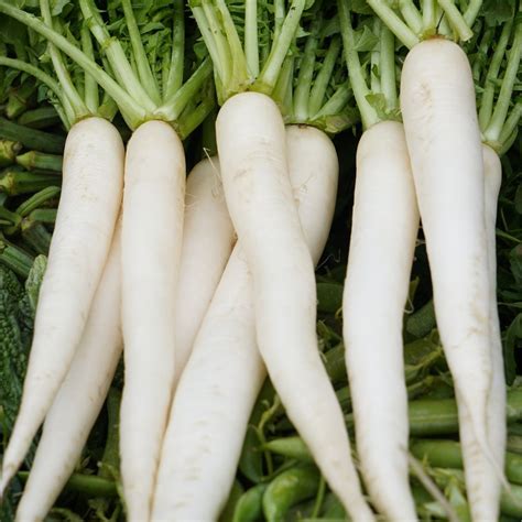 Buy Best Quality Untreated Radish White Long Seeds Online