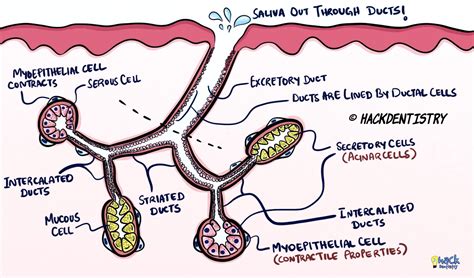 Salivary Salivary Gland Anatomy | Portfolio | SayoStudio